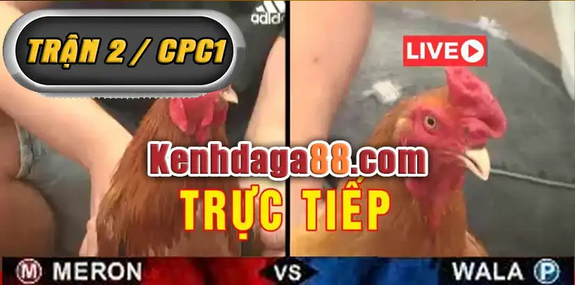 Live Trực Tiếp Đá Gà Thomo