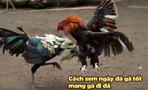 Xem ngày đá gà cựa sắt: Bí quyết chọn ngày may mắn