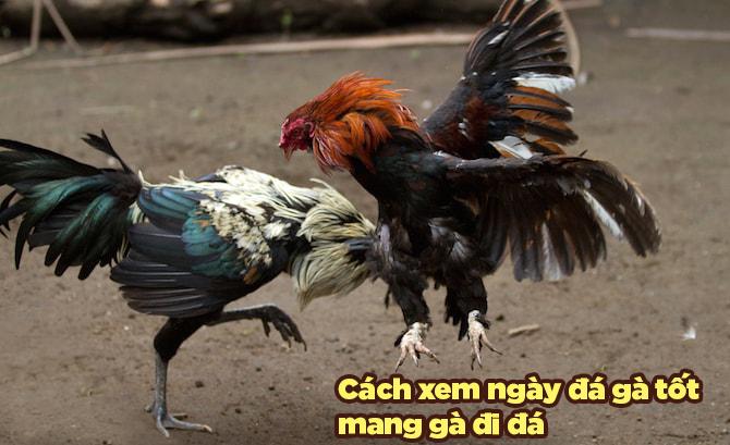 Xem ngày đá gà cựa sắt: Bí quyết chọn ngày may mắn