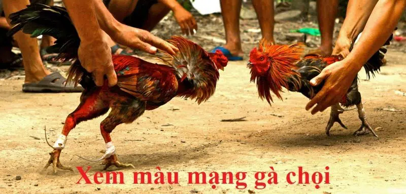 HÔM NAY ĐÁ GÀ MÀU GÌ? KHÁM PHÁ NGAY NGÀY THỊNH – NGÀY VONG CỦA CHIẾN KÊ