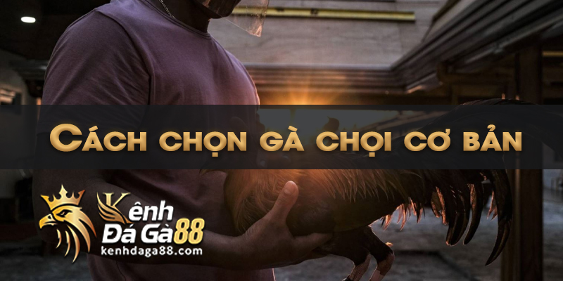 Cách chọn gà chọi