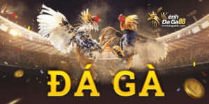 Đá gà Philippines tại KENHDAGA88 - Đặt Cược Thắng Lớn