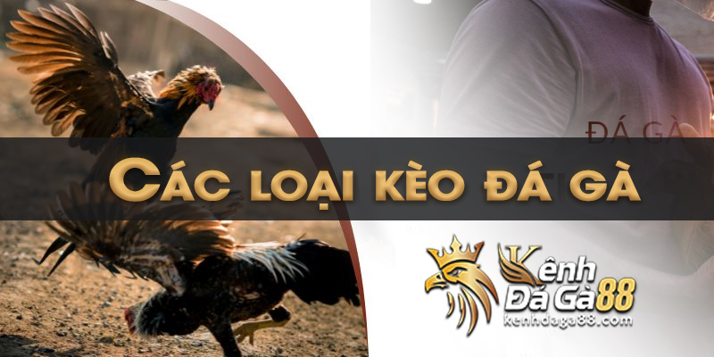 Các loại kèo đá gà